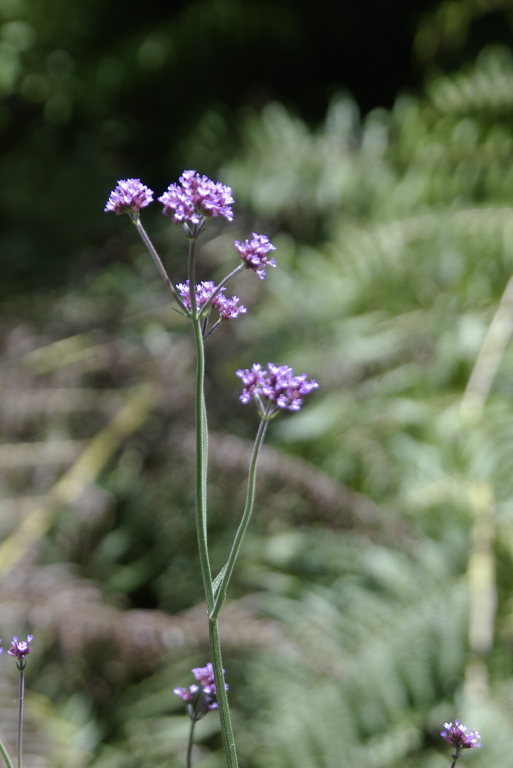 _IGP5968.jpg