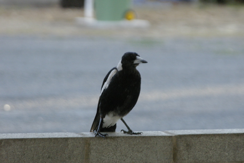 _IGP6632.jpg