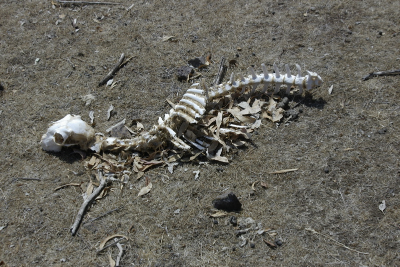 _IGP6794.jpg