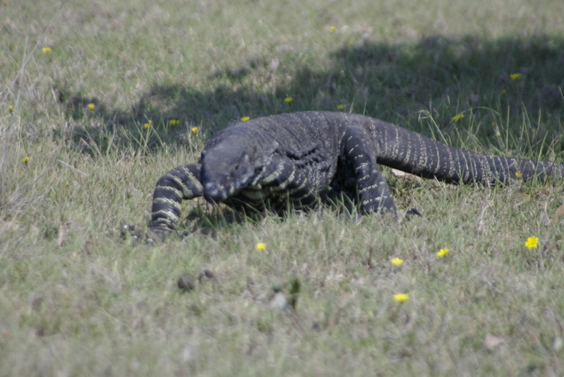 _IGP7966.jpg