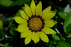 _IGP8967