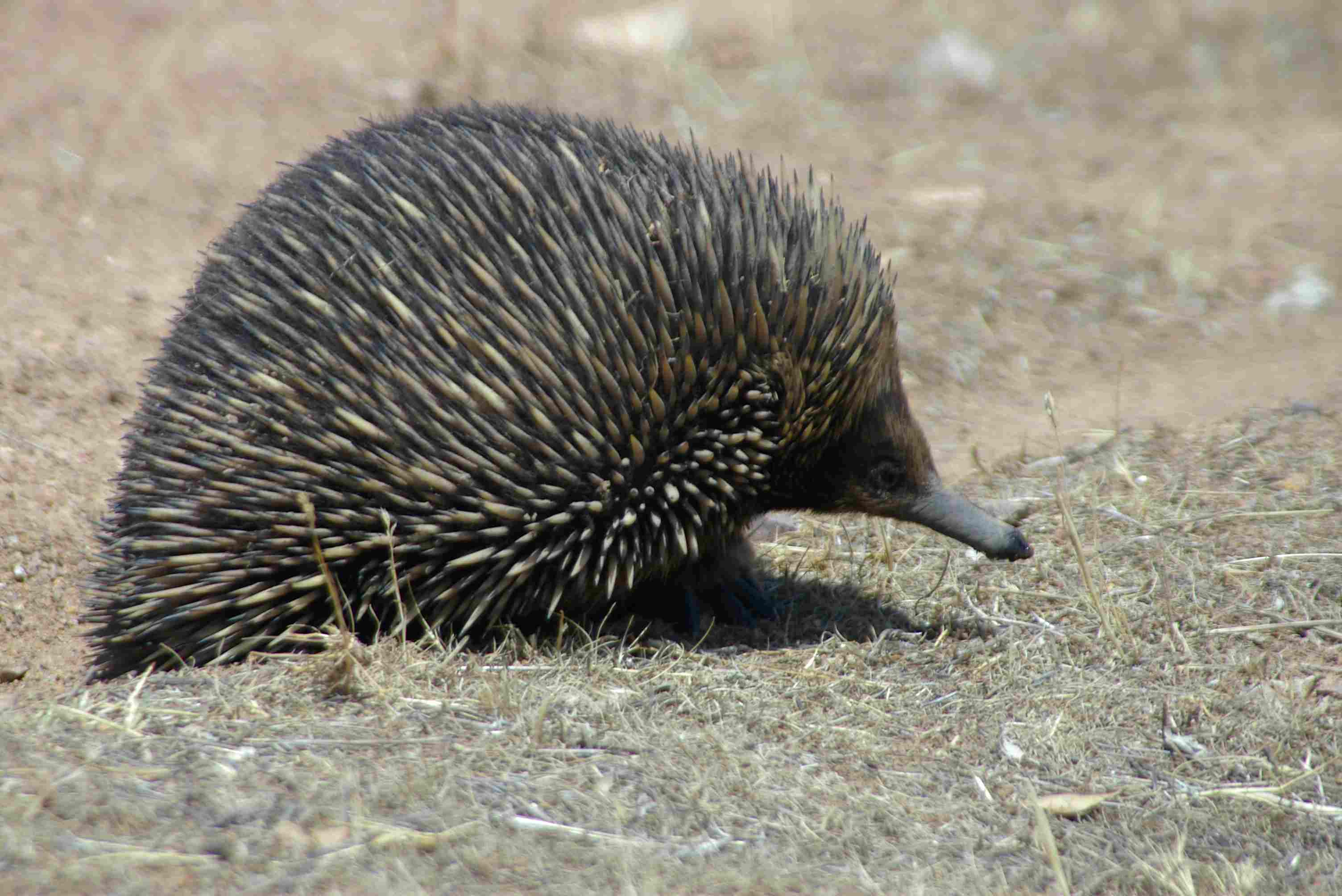 igel