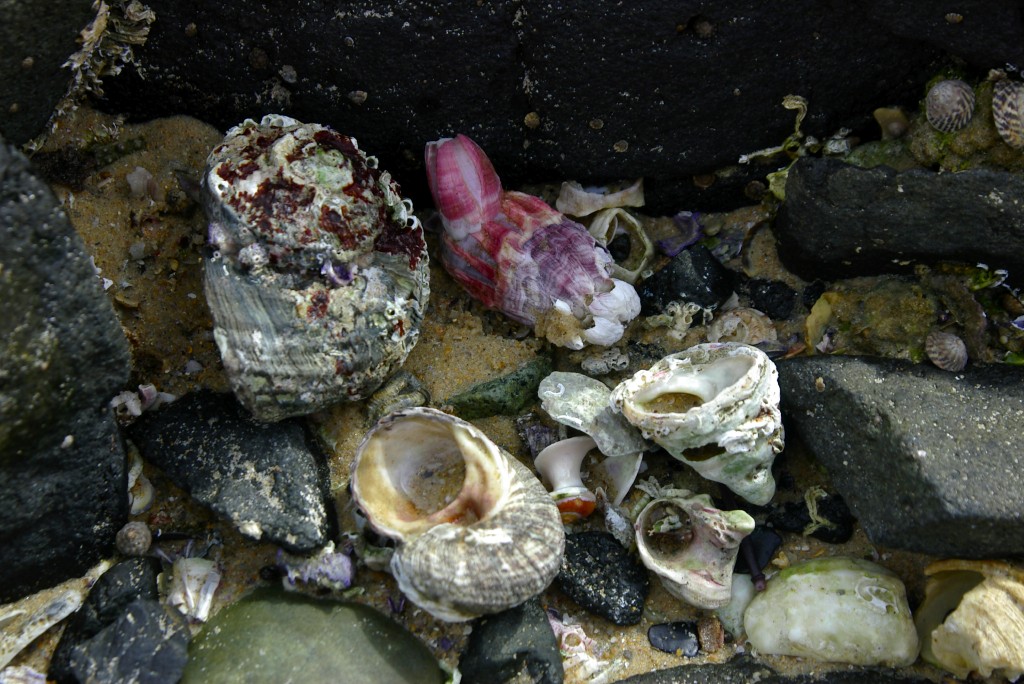 muscheln