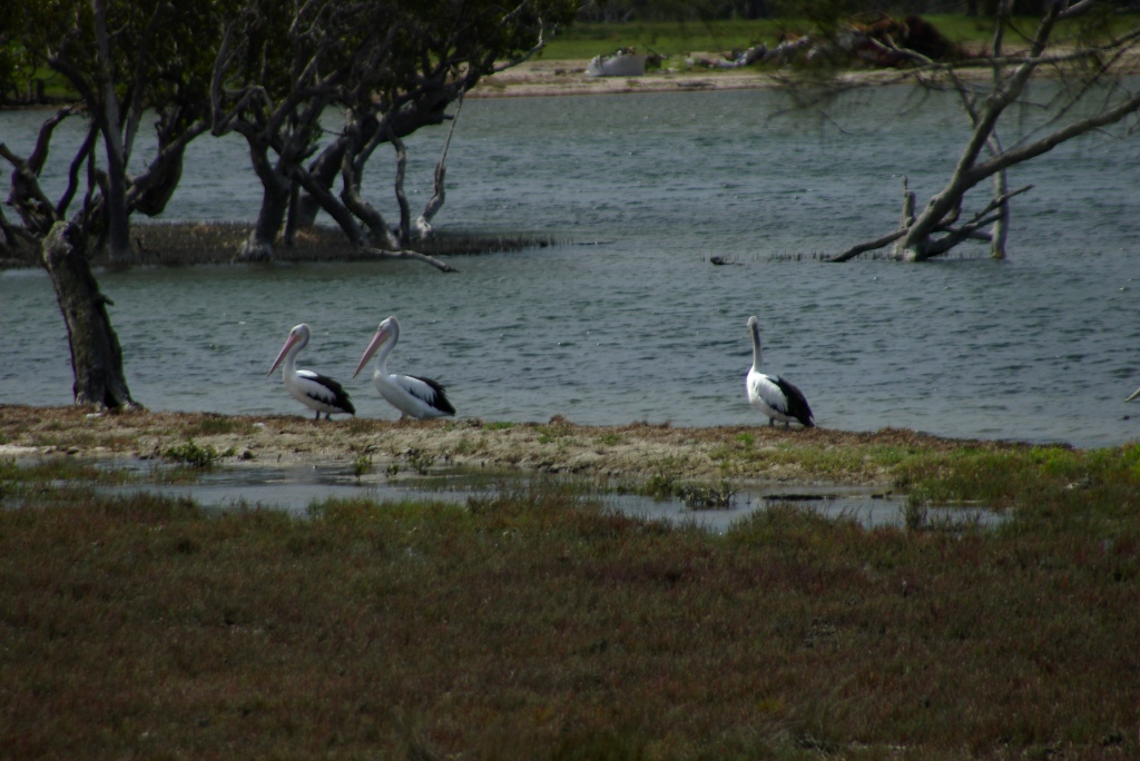 pelikane