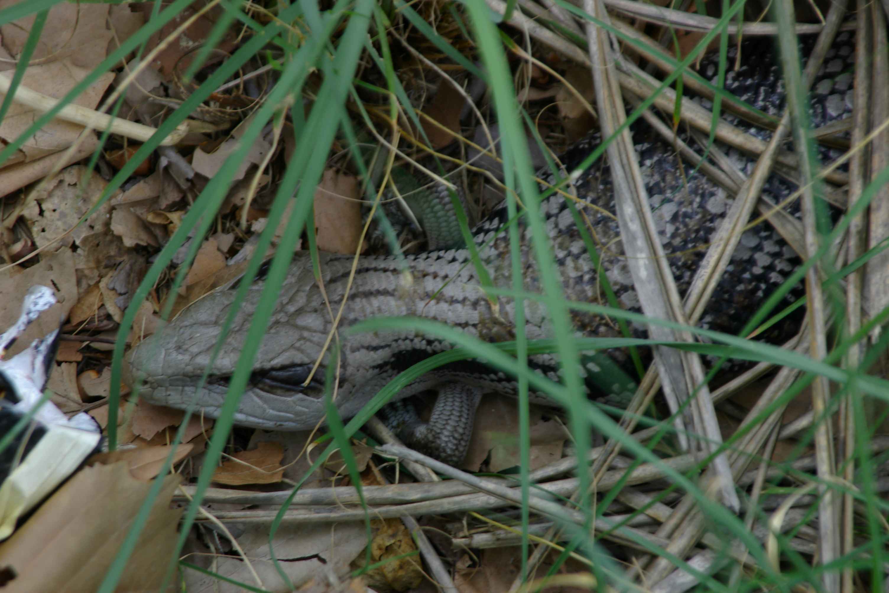 salamander