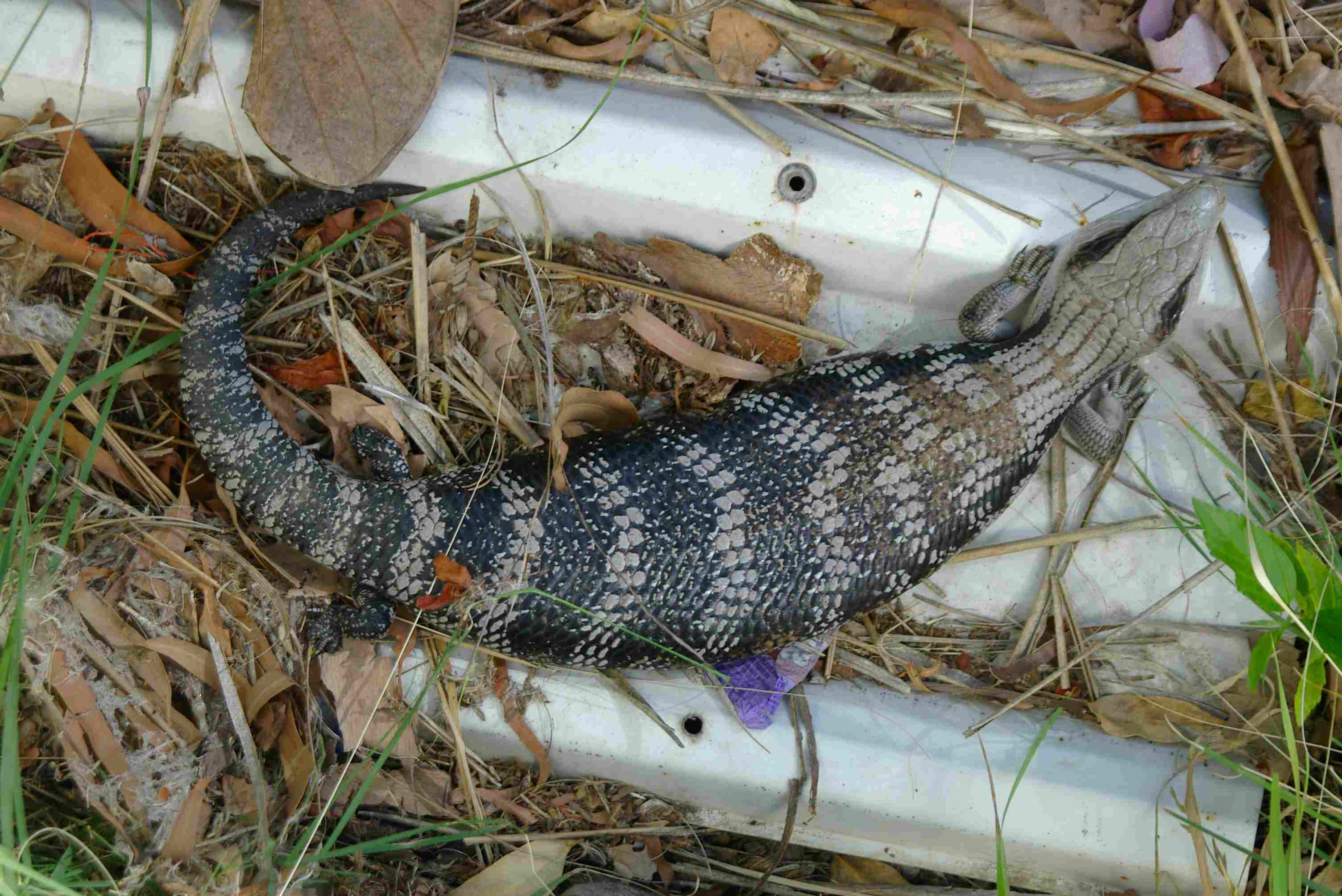 salamander